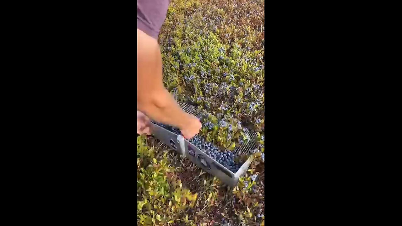 Collecting Blueberries