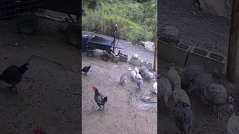 Farm cam: monitoring animals