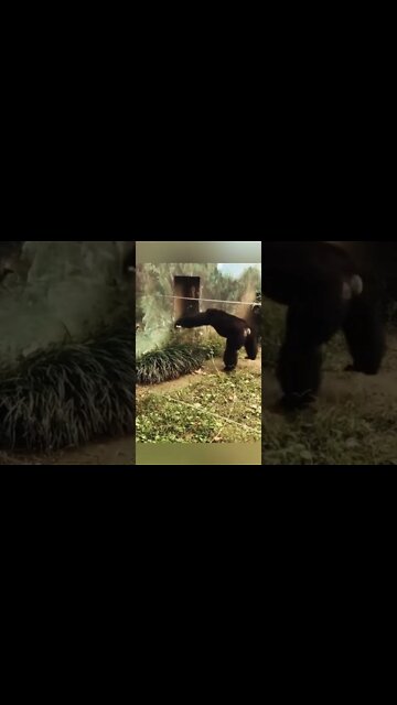 Oh No 😧 funny #Shorts #ytshorts #UbertainmentFun #Dogs #Animals #Fun