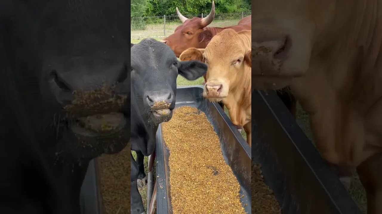 Sometimes it’s just good to eat #cattle #cow #cowvideos