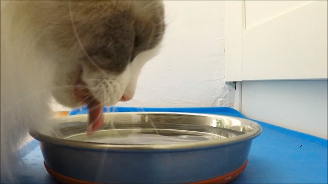 Fluffy Cat Drinking Water in Slow Motion