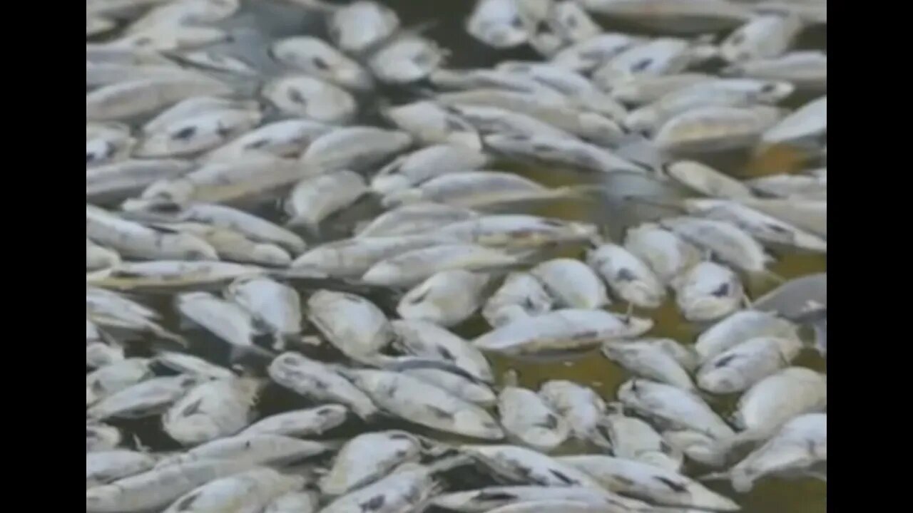 Breaking: "Millions of fish found dead in Australian river & more!