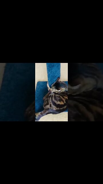 Lazy cat WON'T PLAY?! Try THIS! #shorts