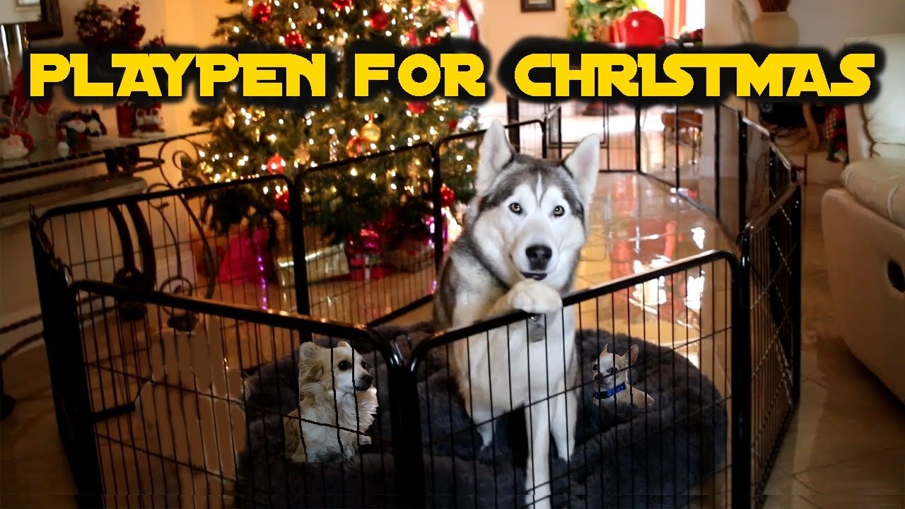 Siberian Husky Reacts To Christmas Present | Pawscoo Dog Playpen Review