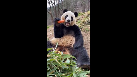 Cute panda eating a carrot!