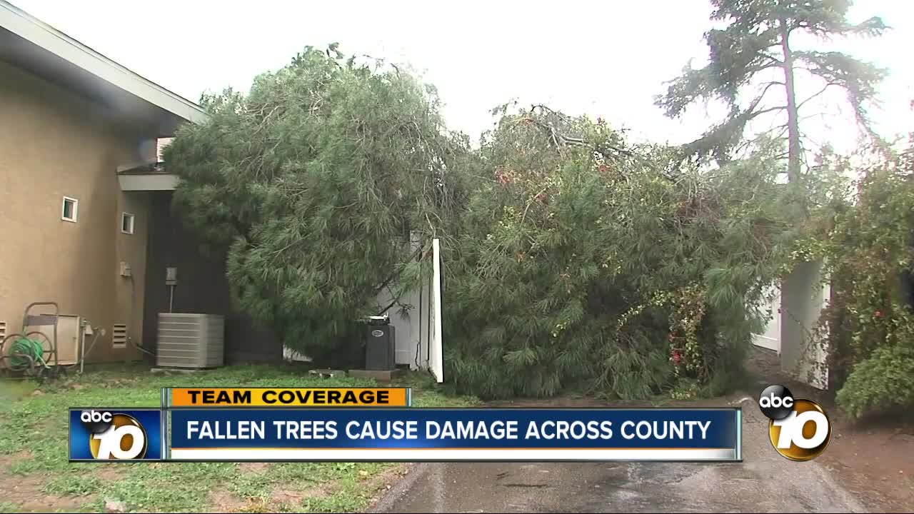 Storm topples trees around San Diego County, crushing cars