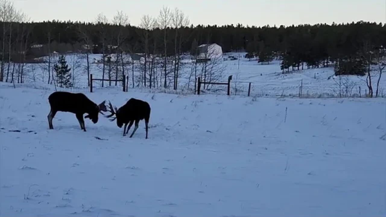 Moose Fight!