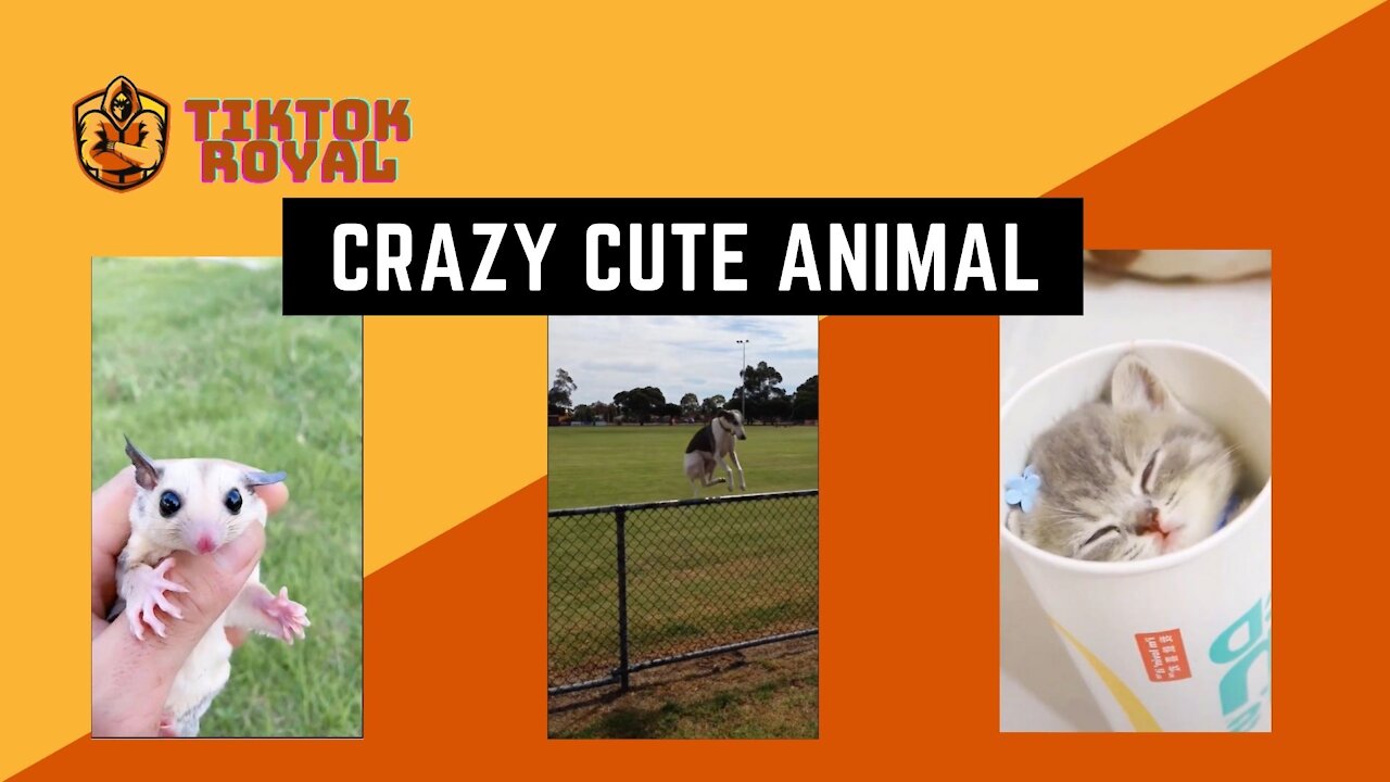 Crazy cute Animals