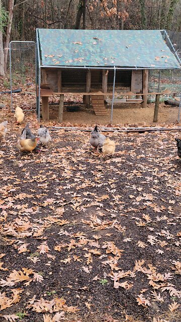 Winter view of garden