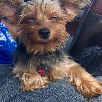 Yorkie falls asleep listening to Steve Perry