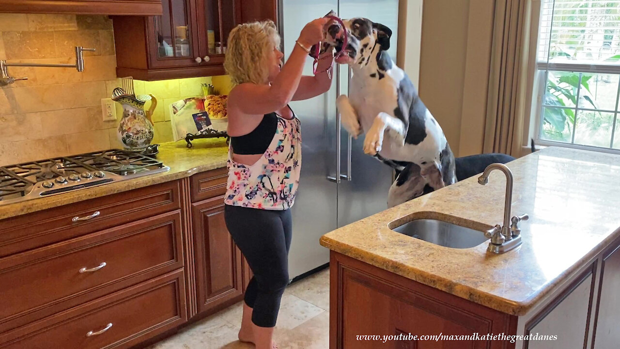 Bouncing Great Danes Get So Excited To Put On Their Jewelry Collars