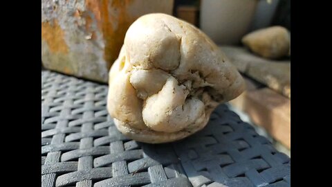 Found this in my garden today.