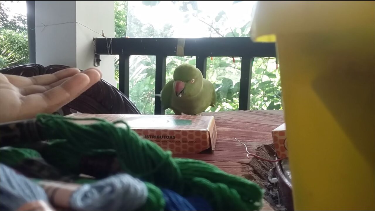 A Cute Parrot came from nowhere to our home - Tried to bite me 😂😂