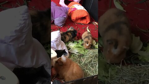 Then baby Guinea pigs Tibby and Pepper with auntie Maya keeping an eye on them