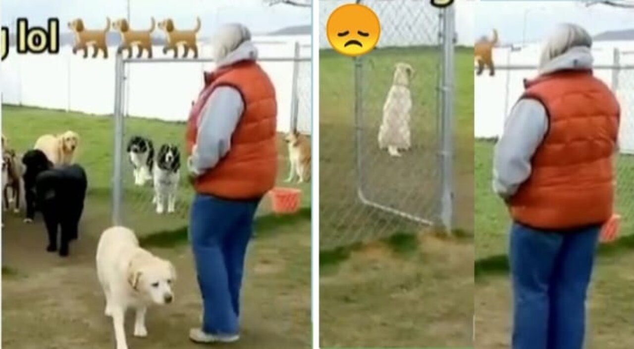 The last dog is upset 😞 because its owners did not call in earlier. 🐕🐕