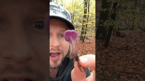 Is this purple mushroom edible? 💜👿