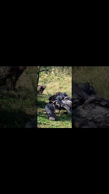 Scavenging Birds Feast On A Zebra #shorts | #ShortsAfrica | #Septdailyshorts
