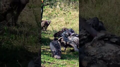 Scavenging Birds Feast On A Zebra #shorts | #ShortsAfrica | #Septdailyshorts