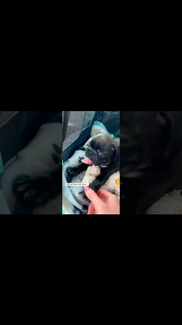 How Cute? 😍🐶😍 London The Game #puppies #puglovers #pugsoftwitter #TwitterScreeningQuestions #Petras