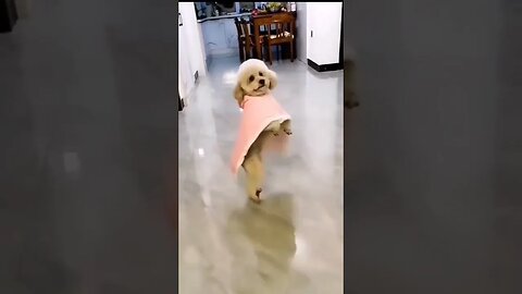 Look How This Dog is Dancing! Adorable! #dog #doglover #dancing #shortsfeed #shortsvideo #ytshorts