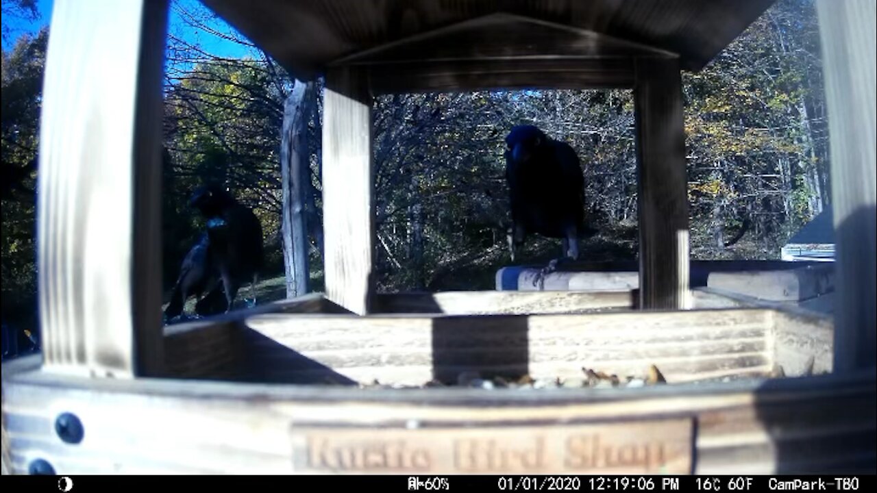 Grackles taking over at the new bird feeder.