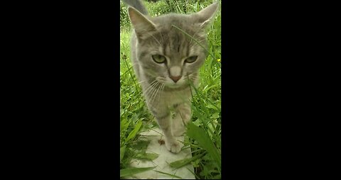 Young sweet Cat walks and tastes a bit of grass - 2024