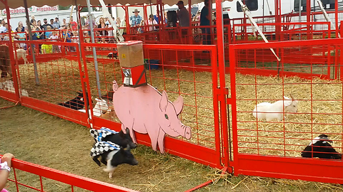 Super cute pigs race each other for cookie treat