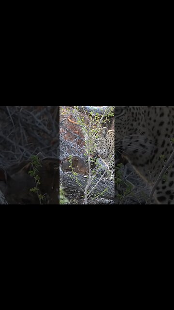 Leopard With A Pet? | #shorts #shortsafrica #augdailyshorts
