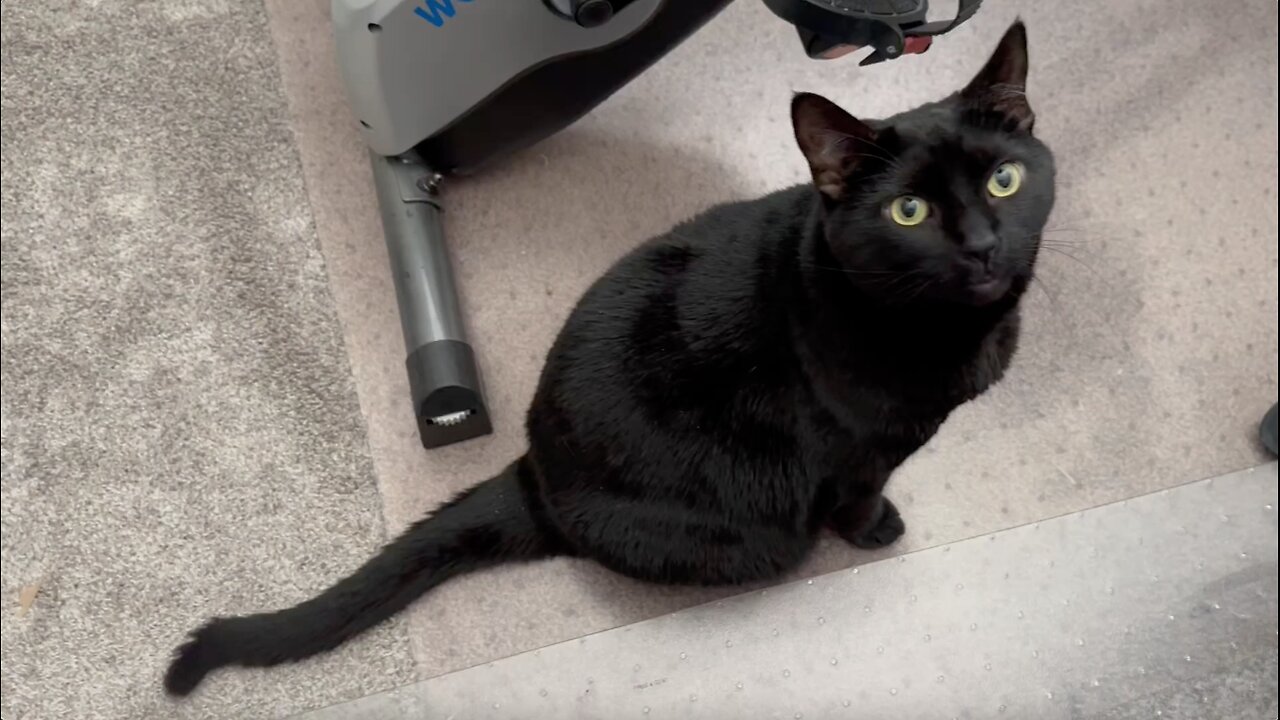 Adopting a Cat from a Shelter Vlog - Cute Precious Piper Decides to be a Security Guard