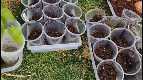 Starting Herbs and Wildflower Seeds