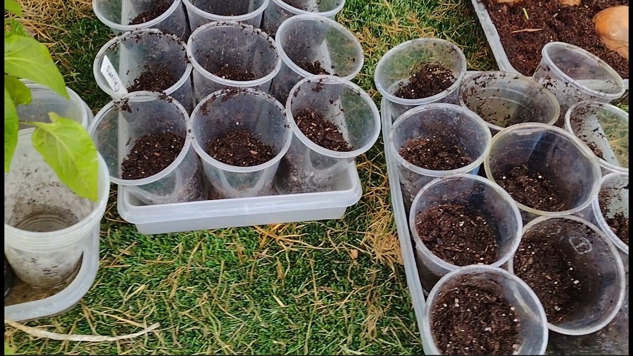Starting Herbs and Wildflower Seeds