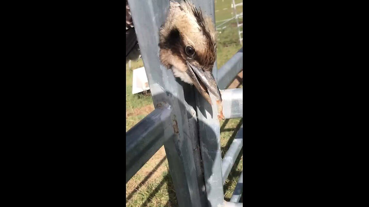 Amazing Woman Rescue Koopaburra From Fence!