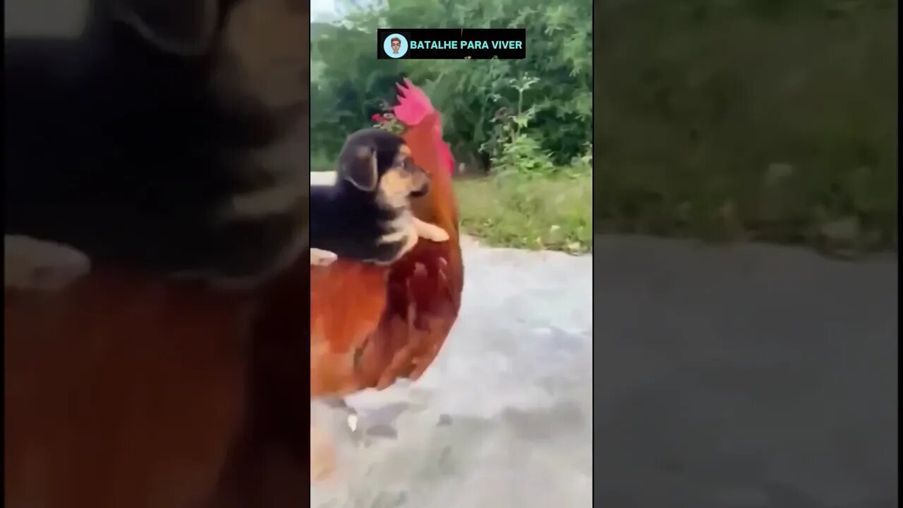 Pegando carona de leve - cute