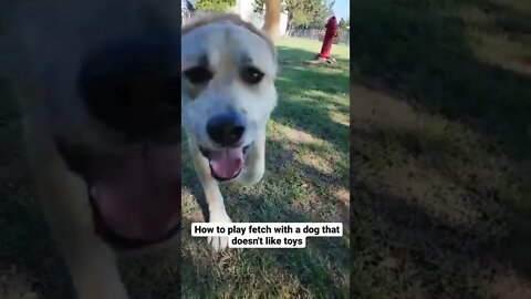 He loves this version of fetch #nationaldogday #dogs #dogtraining #greatpyrenees #mastiff