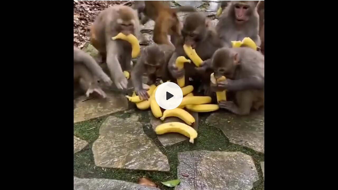 Monkey eating banana 🙂?