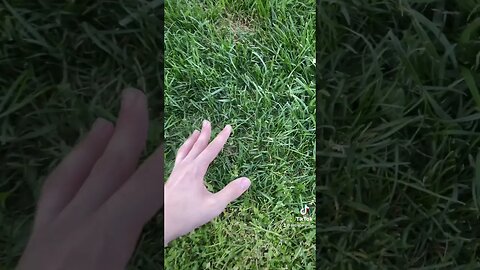 Touching grass #hamilton #ificanprove #brokethelaw #short #fypシ