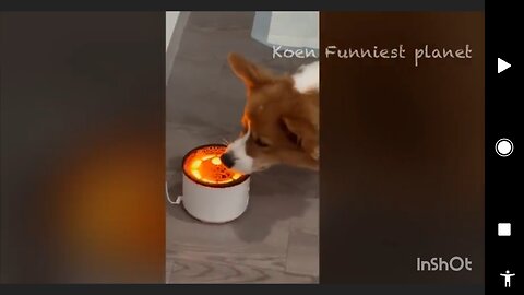 Fun with lovely animals