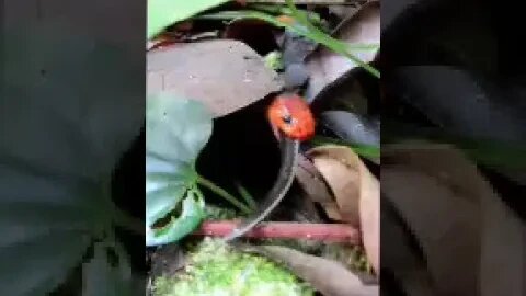 Incredible moments in the wild