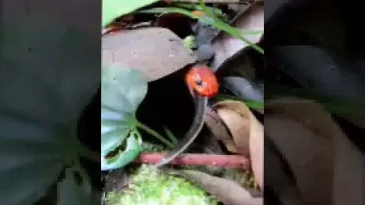 Incredible moments in the wild