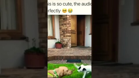 99 Tag someone who needs to see this😍❤️ #dog #doggo #funnydogs #dogs #funnymeme #shorts #viral