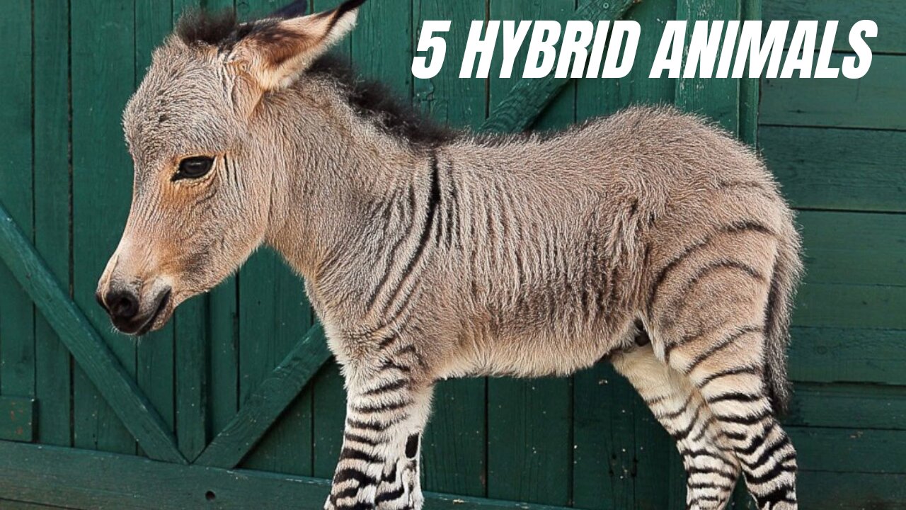 Hybrid Animals in the world