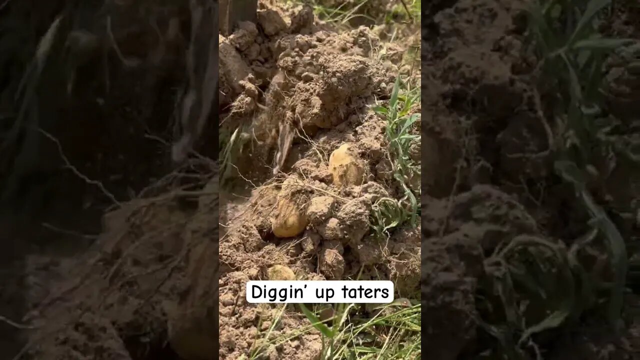 Time to harvest potatoes! #taters #potatoharvest #harvest #growyourownfood