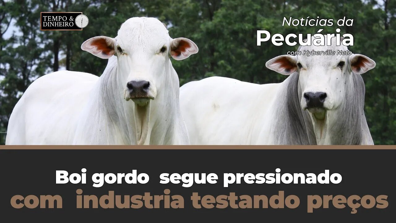 Boi gordo segue pressionado com indústria testando preços mais baixos com oferta mais enxuta.