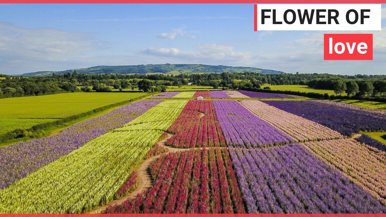 Stunning aerial video show colourful flowers