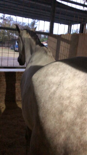 My horse’s big butt