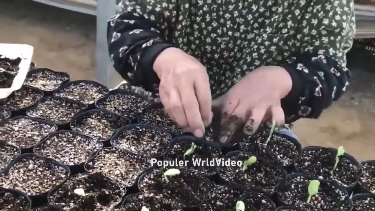 This is how China produces 100 million watermelons Watermelon production 4