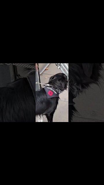 The dogs collar #lestweforget