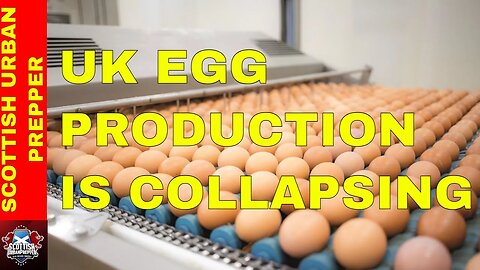 Prepping - Egg Crisis Update, a warning to prepare now