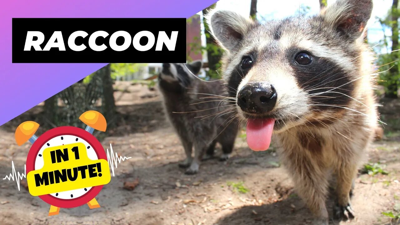 Raccoon - In 1 Minute! 🦝 A Unique Animal To Have As A Pet | 1 Minute Animals