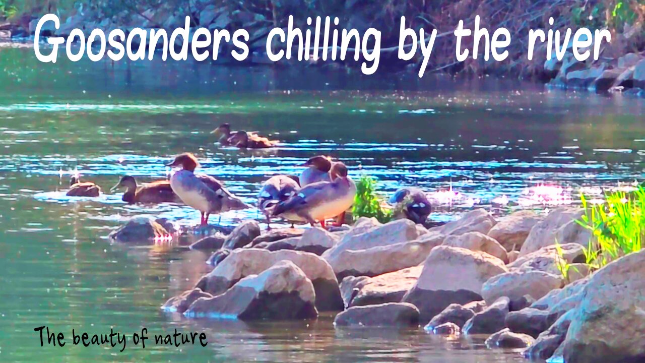 Goosanders chilling by the river in the background you can see ducks.